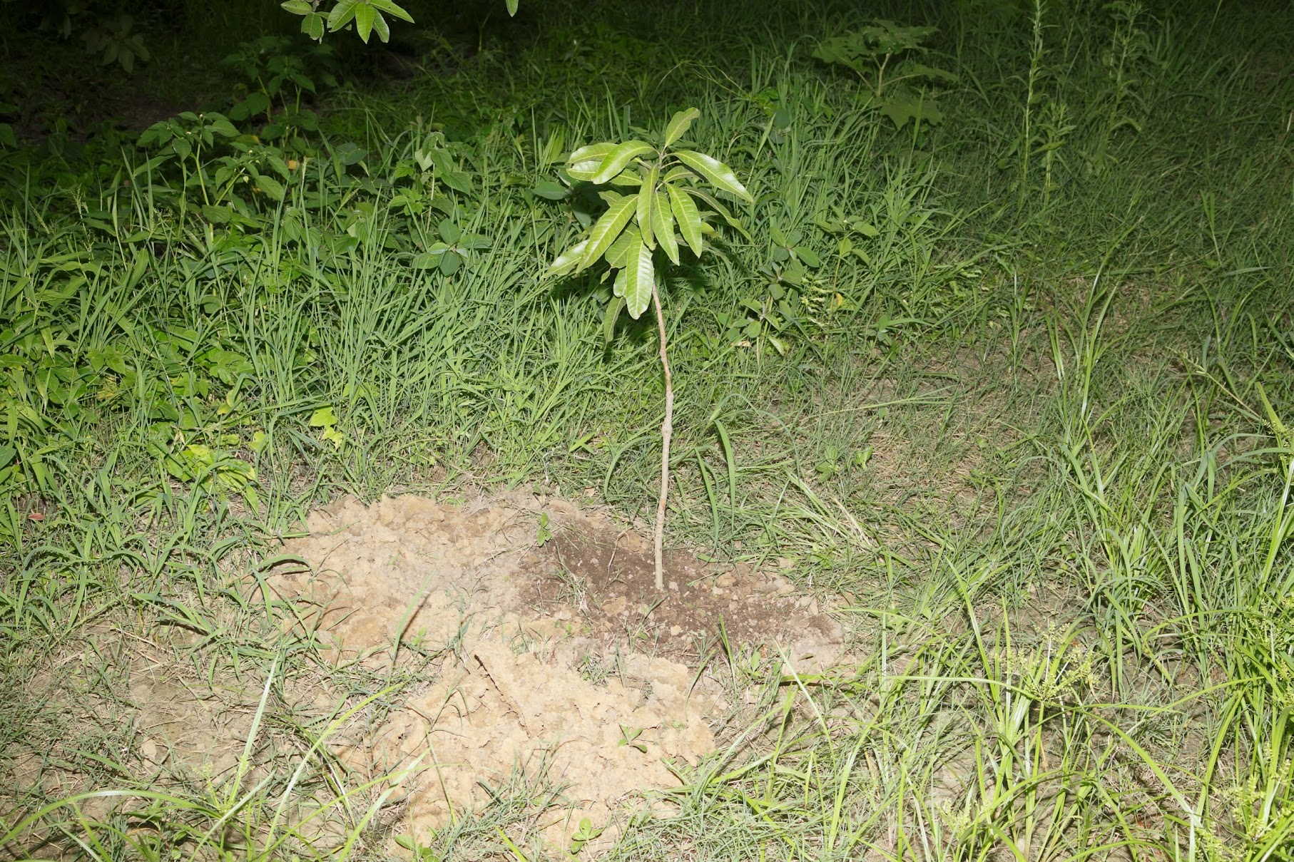 Herbs and medicinal plants